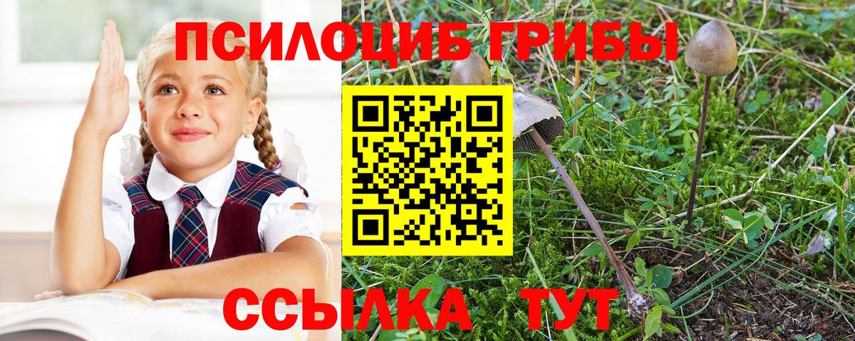 Псилоцибиновые грибы Psilocybe Воскресенск